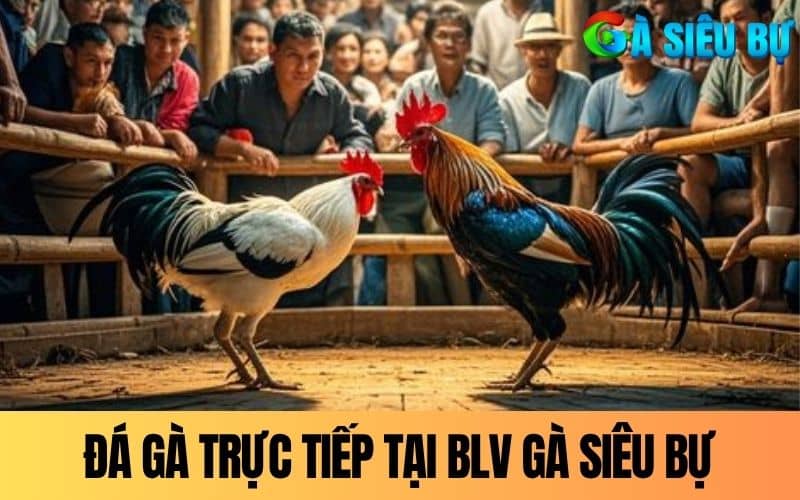 Đá gà trực tiếp là hình thức xem các trận đấu được phát sóng Đá gà trực tiếp là hình thức xem các trận đấu được phát sóng