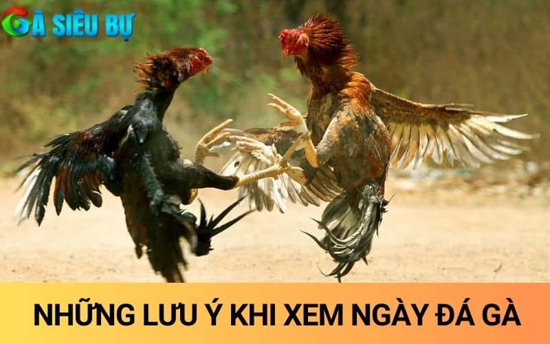 Lưu ý khi xem ngày đá gà để tối ưu hóa chiến thắng Lưu ý khi xem ngày đá gà để tối ưu hóa chiến thắng
