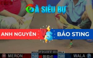 Trận 21 CPC2 Ngày 23/05/2025 – Gà Bảo Sting Đá Một Tay Nước Hạ Đối Thủ