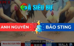 Trận 34 CPC2 Ngày 23/05/2025 – Bướm Nhỏ Nhưng Đá Gà Điều Xỉu Trên Tay