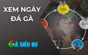 Xem Ngày Đá Gà
