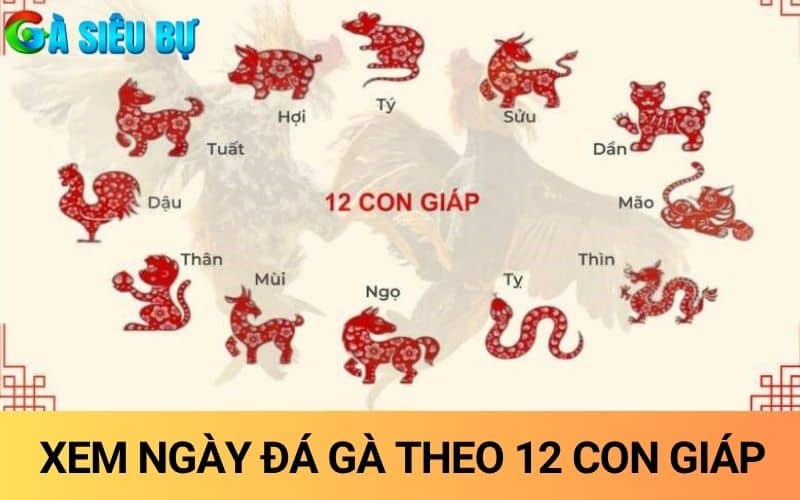 Xem ngày đá gà theo 12 con giáp tương ứng với khung giờ Xem ngày đá gà theo 12 con giáp tương ứng với khung giờ
