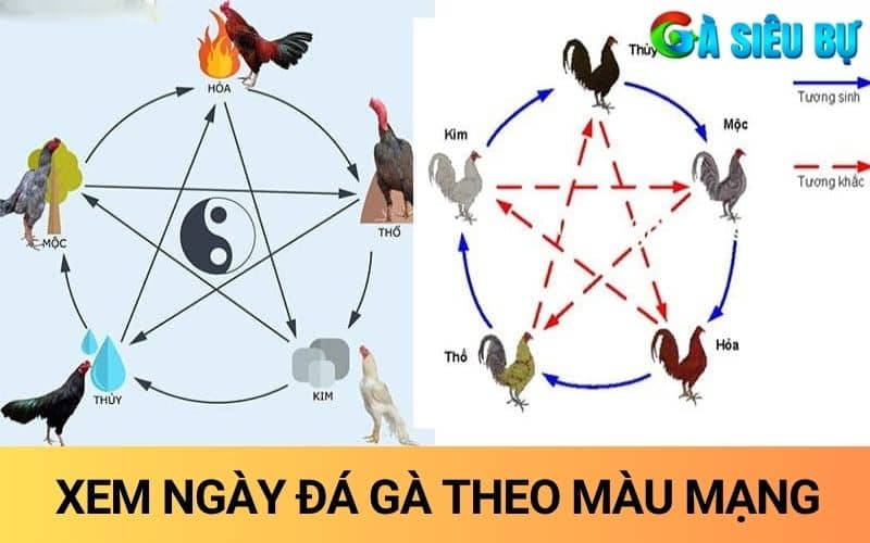Xem ngày đá gà theo màu mạng ngũ hành Xem ngày đá gà theo màu mạng ngũ hành