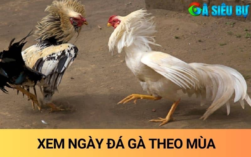 Xem ngày đá gà theo mùa phù hợp với màu lông Xem ngày đá gà theo mùa phù hợp với màu lông