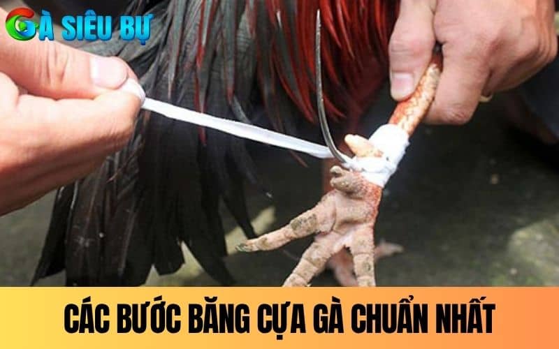 Các bước băng cựa gà đúng chuẩn nhất Các bước băng cựa gà đúng chuẩn nhất