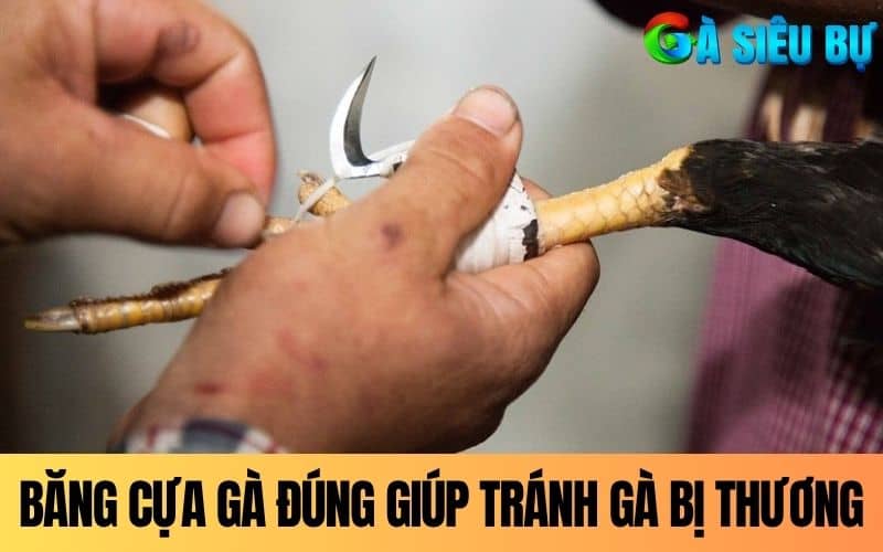 Cách băng cựa gà đúng giúp gà tránh bị thương Cách băng cựa gà đúng giúp gà tránh bị thương