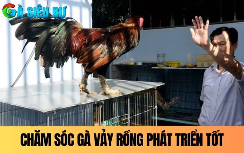 Cần chăm sóc gà vảy Rồng chuẩn để gà phát triển tốt Cần chăm sóc gà vảy Rồng chuẩn để gà phát triển tốt