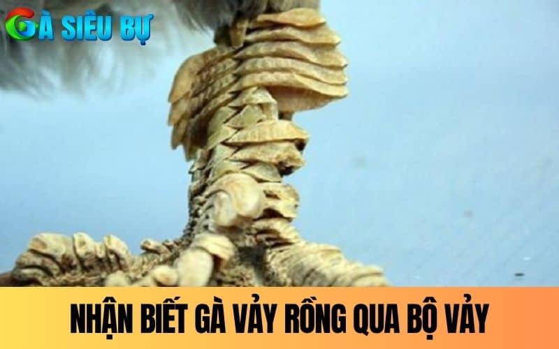 Đặc điểm nhận dạng qua bộ vảy mà màu lông nổi bật Đặc điểm nhận dạng qua bộ vảy mà màu lông nổi bật