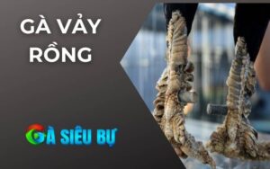 Gà Vảy Rồng