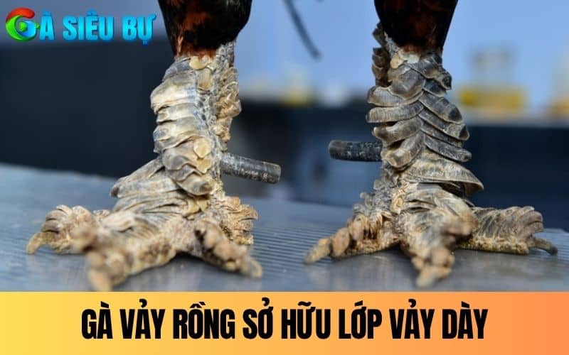 Gà vảy Rồng là giống gà sở hữu lớp vảy như Rồng Gà vảy Rồng là giống gà sở hữu lớp vảy như Rồng