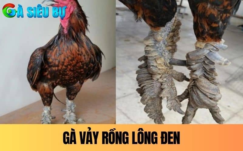 Gà vảy Rồng lông đen có lớp vảy chân màu đen Gà vảy Rồng lông đen có lớp vảy chân màu đen