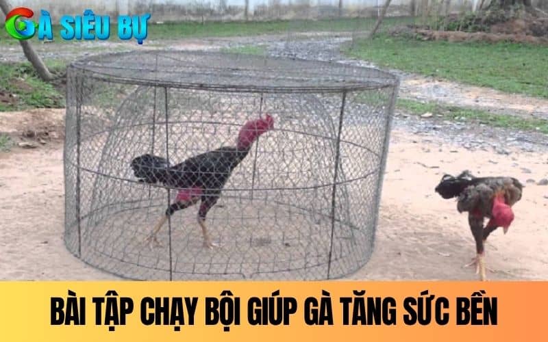 Bài tập chạy bội giúp gà tăng sức bền Bài tập chạy bội giúp gà tăng sức bền