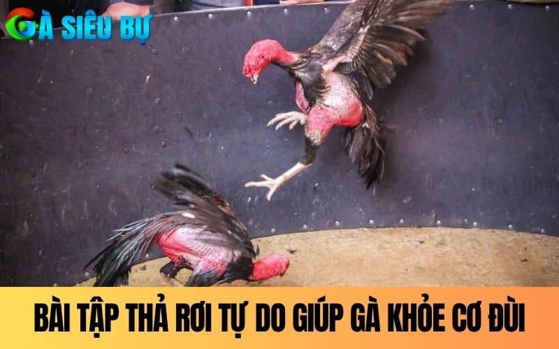 Bài tập thả rơi tự do giúp gà chắc khỏe cơ đùi Bài tập thả rơi tự do giúp gà chắc khỏe cơ đùi