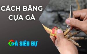 Cách Băng Cựa Gà