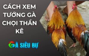 Cách Xem Tướng Gà Chọi Thần Kê