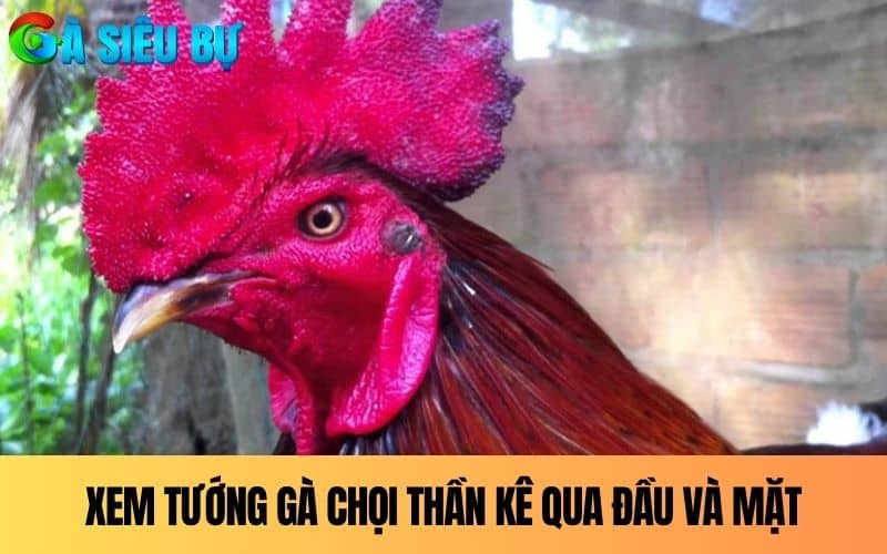 Cách xem tướng gà chọi thần kê qua đầu và mặt Cách xem tướng gà chọi thần kê qua đầu và mặt