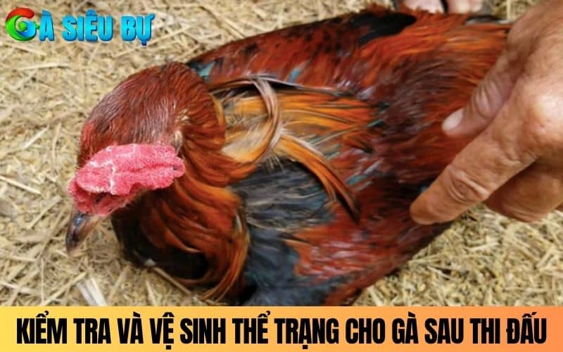 Cần kiểm tra và vệ sinh thể trạng cho gà sau thi đấu Cần kiểm tra và vệ sinh thể trạng cho gà sau thi đấu