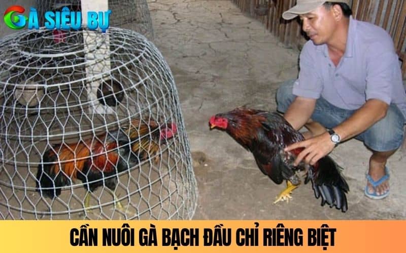 Cần nuôi Gà Bạch Đầu Chỉ riêng biệt với gà khác Cần nuôi Gà Bạch Đầu Chỉ riêng biệt với gà khác