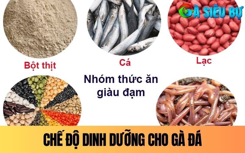 Chế độ dinh dưỡng cho gà đá để phát triển cơ bắp Chế độ dinh dưỡng cho gà đá để phát triển cơ bắp