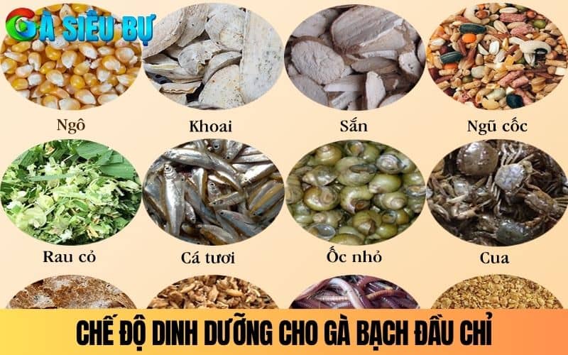 Chế độ dinh dưỡng dành cho Gà Bạch Đầu Chỉ Chế độ dinh dưỡng dành cho Gà Bạch Đầu Chỉ