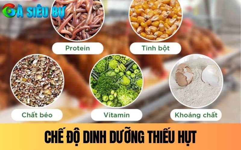 Chế độ dinh dưỡng thiếu hụt khiến gà dễ bị yếu chân Chế độ dinh dưỡng thiếu hụt khiến gà dễ bị yếu chân