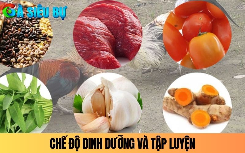 Chế độ dinh dưỡng và tập luyện dành cho gà vảy xuyên đao Chế độ dinh dưỡng và tập luyện dành cho gà vảy xuyên đao
