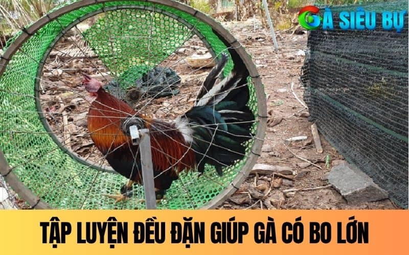 Chế độ tập luyện đều đặn giúp gà đá có bo lớn Chế độ tập luyện đều đặn giúp gà đá có bo lớn