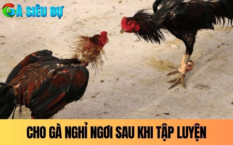 Cho gà nghỉ ngơi hợp lý sau khi tập luyện Cho gà nghỉ ngơi hợp lý sau khi tập luyện