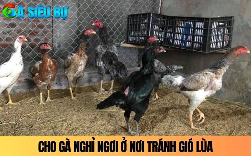 Cho gà nghỉ ngơi ở khu vực yên tĩnh và tránh gió lùa Cho gà nghỉ ngơi ở khu vực yên tĩnh và tránh gió lùa
