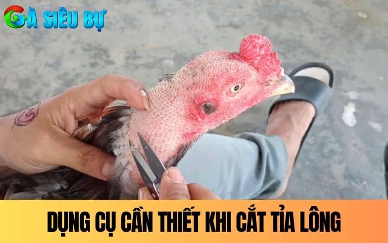 Chuẩn bị dụng cụ cần thiết để cắt tỉa lông gà chọi Chuẩn bị dụng cụ cần thiết để cắt tỉa lông gà chọi