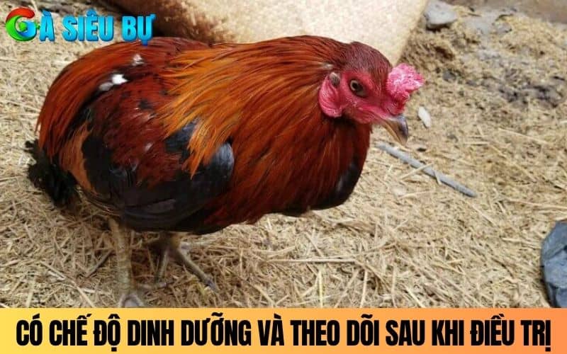 Có chế độ dinh dưỡng và theo dõi gà sau khi bị thở dốc Có chế độ dinh dưỡng và theo dõi gà sau khi bị thở dốc