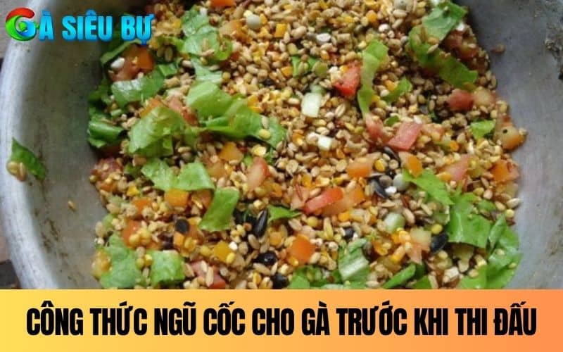 Công thức ngũ cốc gà đá trong 1 đến 3 tháng trước thi đấu Công thức ngũ cốc gà đá trong 1 đến 3 tháng trước thi đấuCông thức ngũ cốc gà đá trong 1 đến 3 tháng trước thi đấu