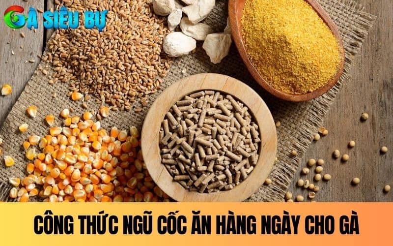 Công thức trộn ngũ cốc cho gà đá hàng ngày Công thức trộn ngũ cốc cho gà đá hàng ngày