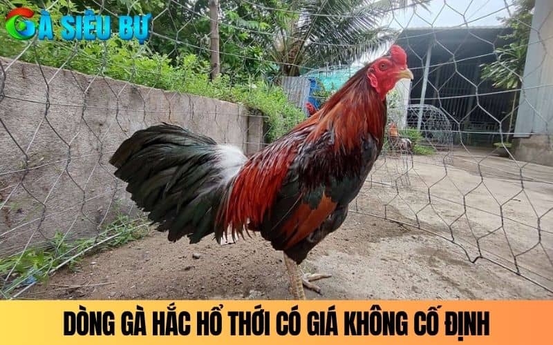 Dòng gà Hắc Hổ Thới có giá biến động không cố định Dòng gà Hắc Hổ Thới có giá biến động không cố định