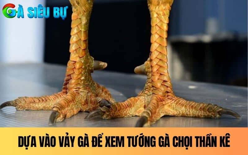 Dựa vào vảy và cựa để biết cách xem tướng gà chọi thần kê Dựa vào vảy và cựa để biết cách xem tướng gà chọi thần kê