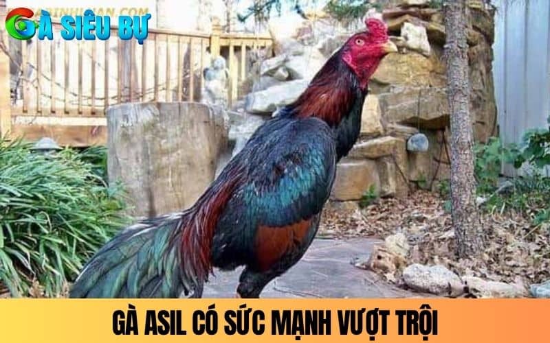 Gà Asil có sức mạnh vượt trội và lì đòn Gà Asil có sức mạnh vượt trội và lì đòn