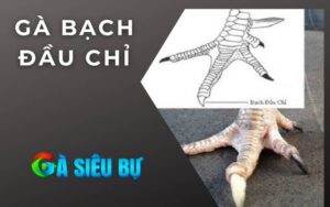 Gà Bạch Đầu Chỉ