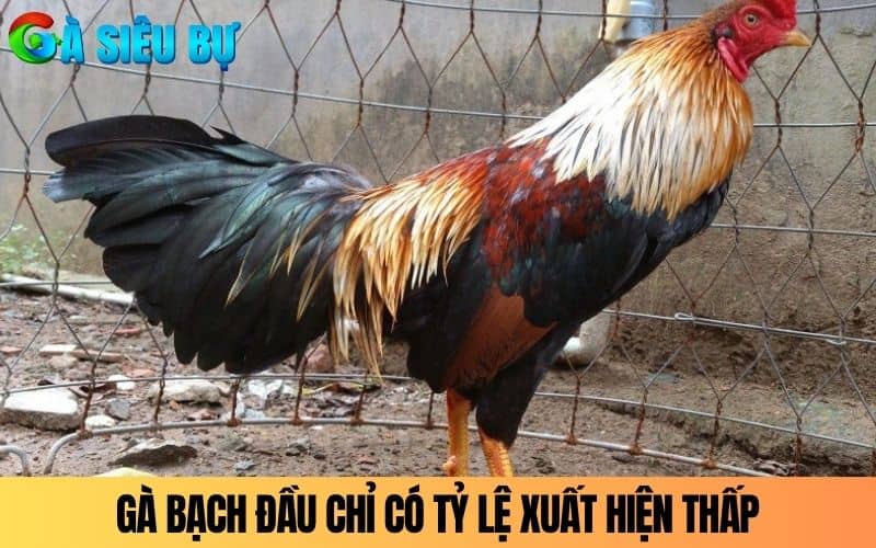 Gà Bạch Đầu Chỉ có tỷ lệ xuất hiện thấp Gà Bạch Đầu Chỉ có tỷ lệ xuất hiện thấp
