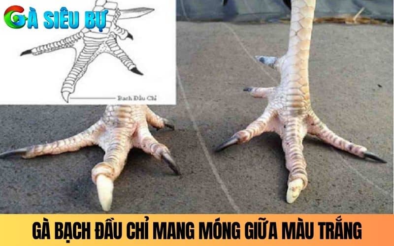 Gà Bạch Đầu Chỉ là chiến kê có móng giữa màu trắng Gà Bạch Đầu Chỉ là chiến kê có móng giữa màu trắng