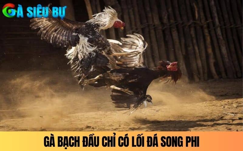 Gà Bạch Đầu Chỉ nổi bật với lối đá song phi Gà Bạch Đầu Chỉ nổi bật với lối đá song phi