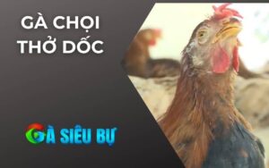 Gà Chọi Thở Dốc