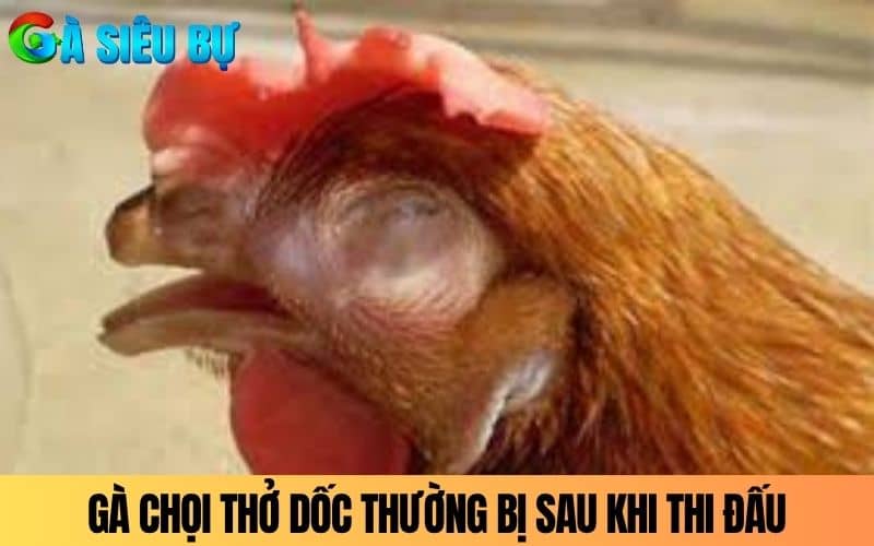 Gà chọi thở dốc thường xảy ra sau khi vần đòn hoặc thi đấu Gà chọi thở dốc thường xảy ra sau khi vần đòn hoặc thi đấu
