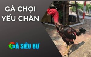 Gà Chọi Yếu Chân
