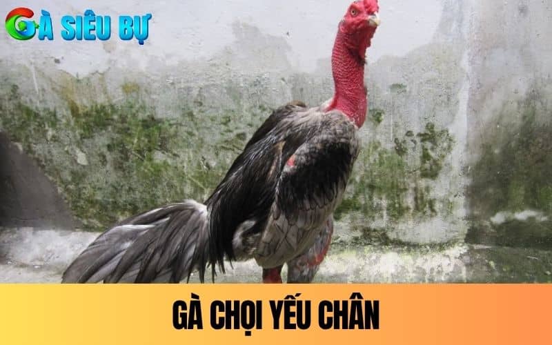 Gà chọi yếu chân là tình trạng chân gà đứng không vững Gà chọi yếu chân là tình trạng chân gà đứng không vững