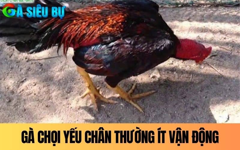 Gà chọi yếu chân thường ít vận động và bước không đều Gà chọi yếu chân thường ít vận động và bước không đều