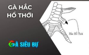 Gà Hắc Hổ Thới