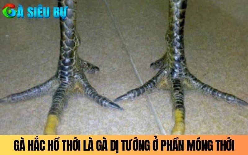 Gà Hắc Hổ Thới là gà có tướng dị ở phần móng thới Gà Hắc Hổ Thới là gà có tướng dị ở phần móng thới