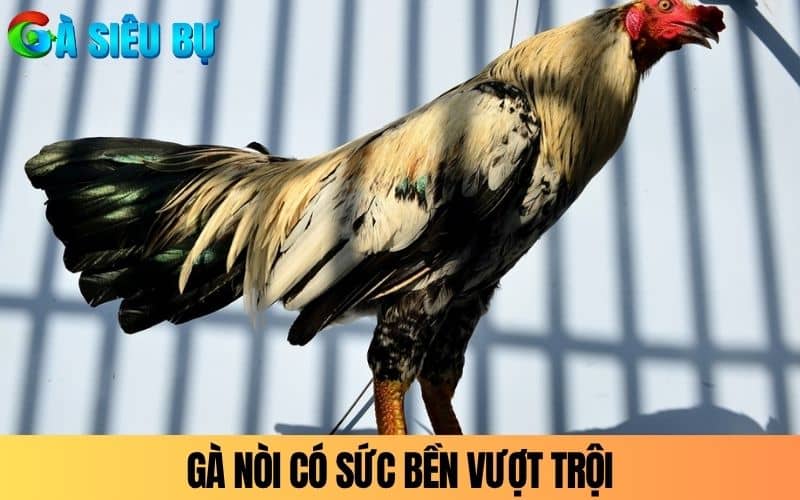 Gà nòi là giống gà đá cựa sắt có sức bền vượt trội Gà nòi là giống gà đá cựa sắt có sức bền vượt trội