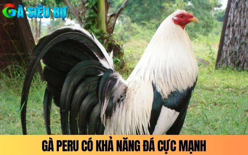 Gà peru khả năng bay và đá cực mạnh Gà peru khả năng bay và đá cực mạnh