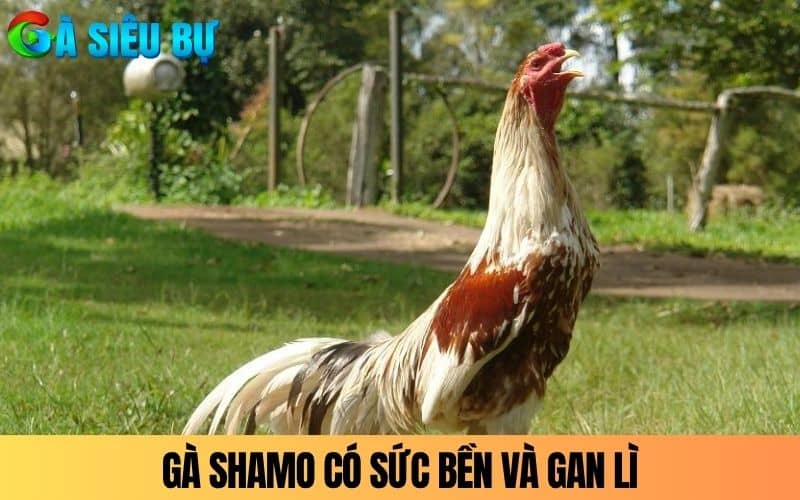 Gà Shamo có sức bền vượt trội và gan lì Gà Shamo có sức bền vượt trội và gan lì